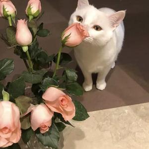 日本IPPA官网入口地址
